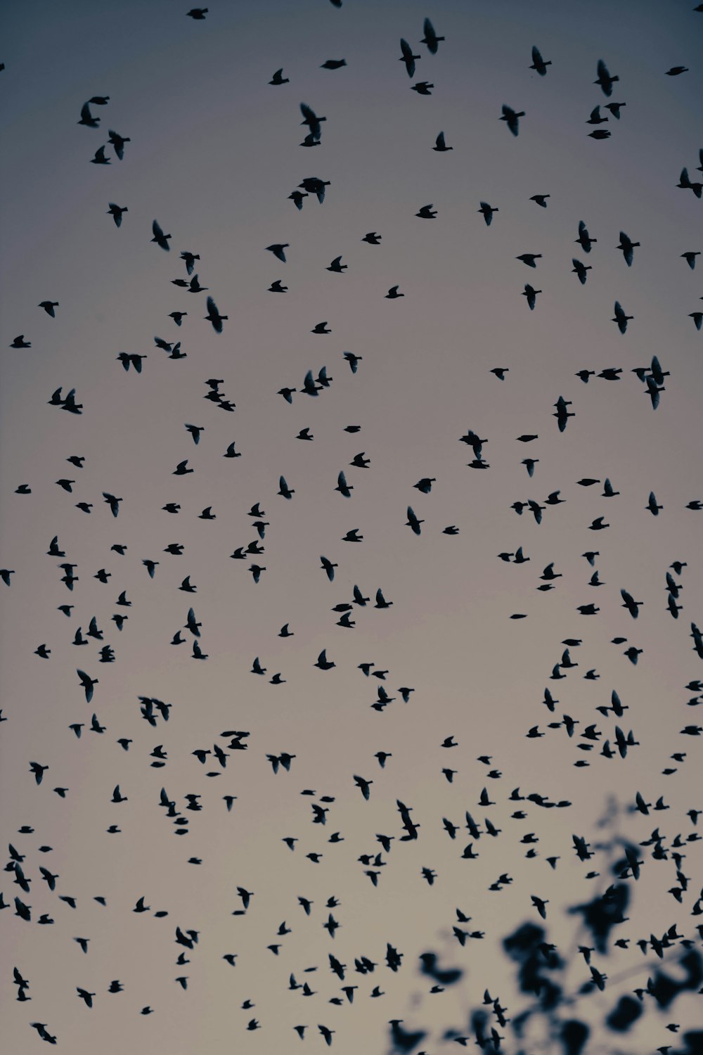 a flock of birds flying