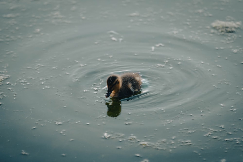 a dog swimming in water