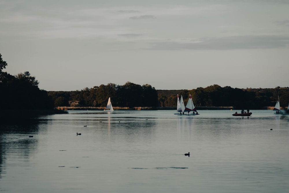 a group of sailboats on a lake