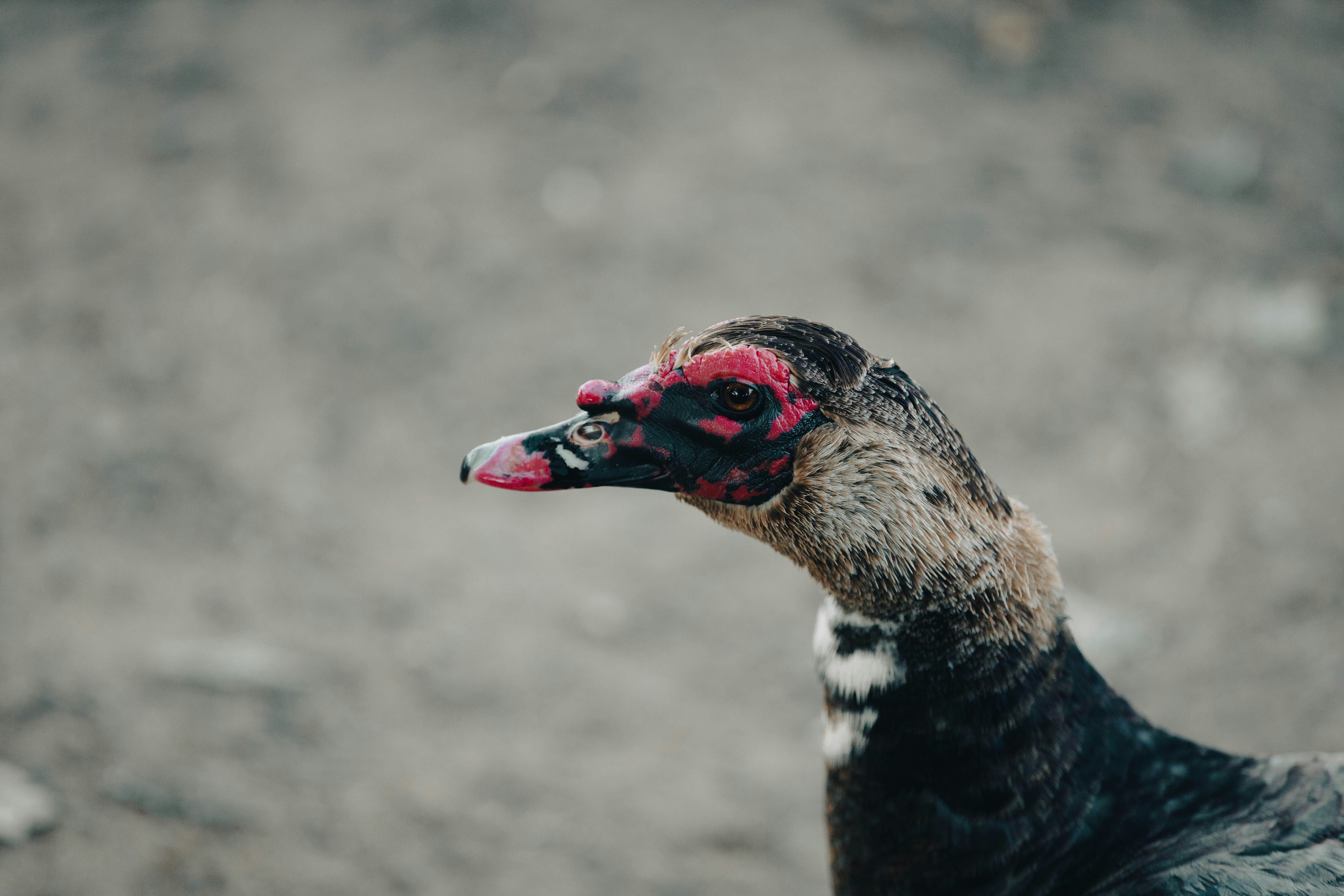 un uccello con una testa colorata
