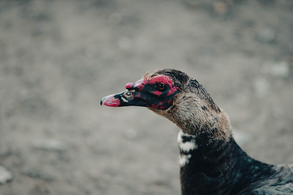 a bird with a colorful head