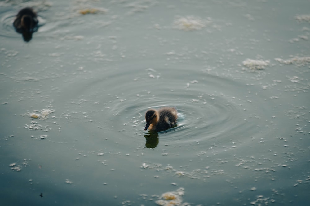 a dog swimming in water