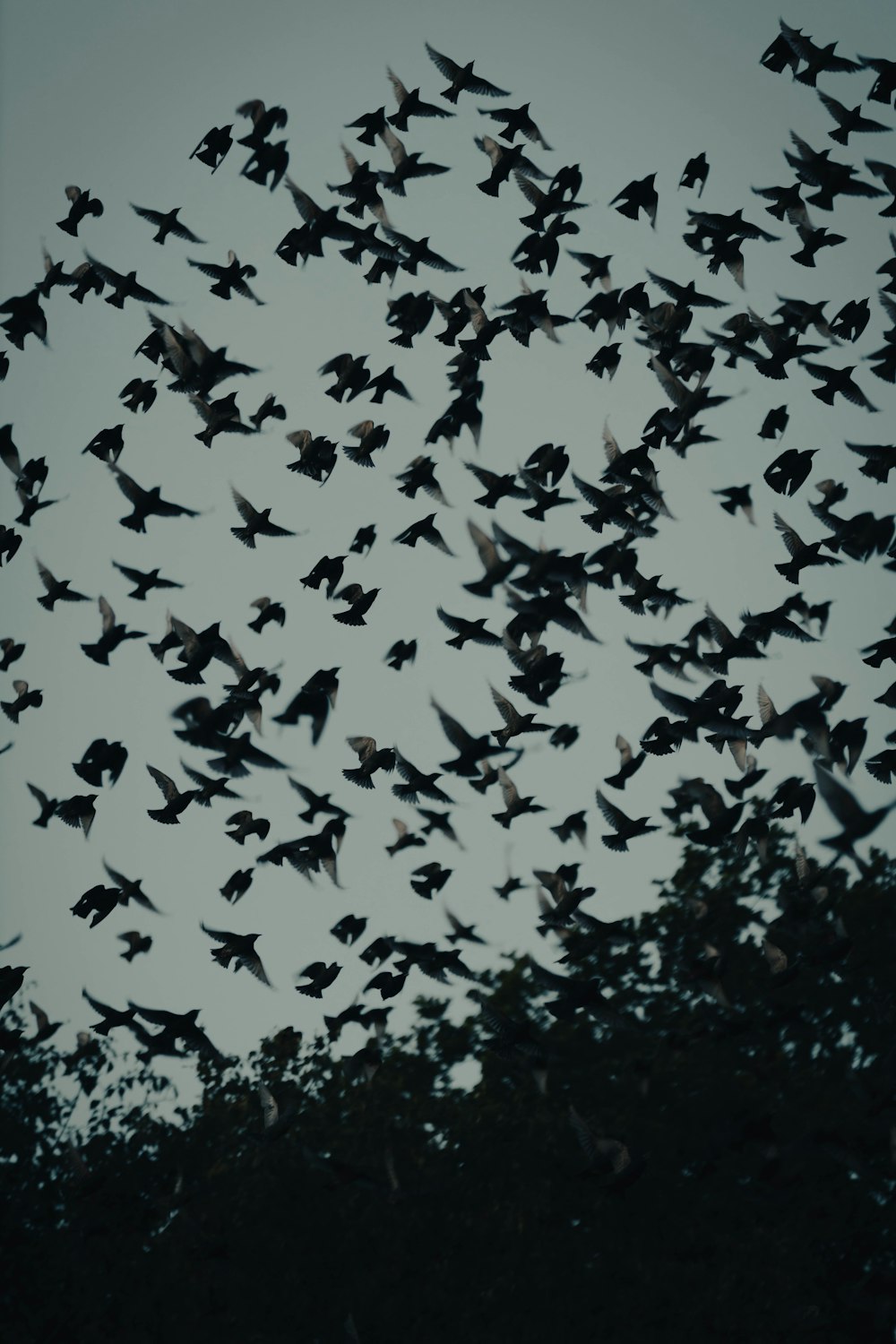 a flock of birds flying