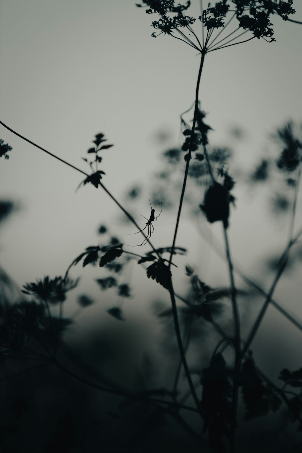 a close up of a plant