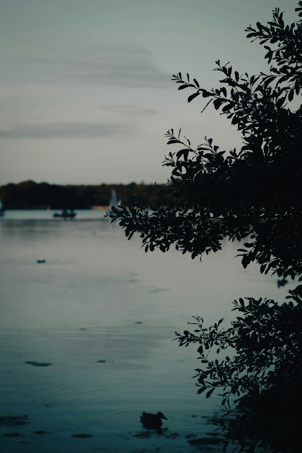 a tree next to a body of water