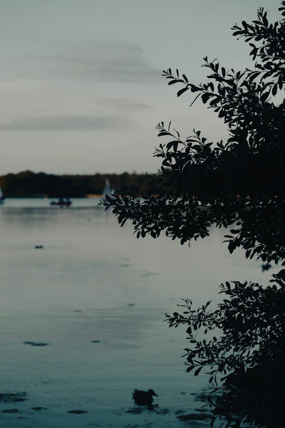 a tree next to a body of water