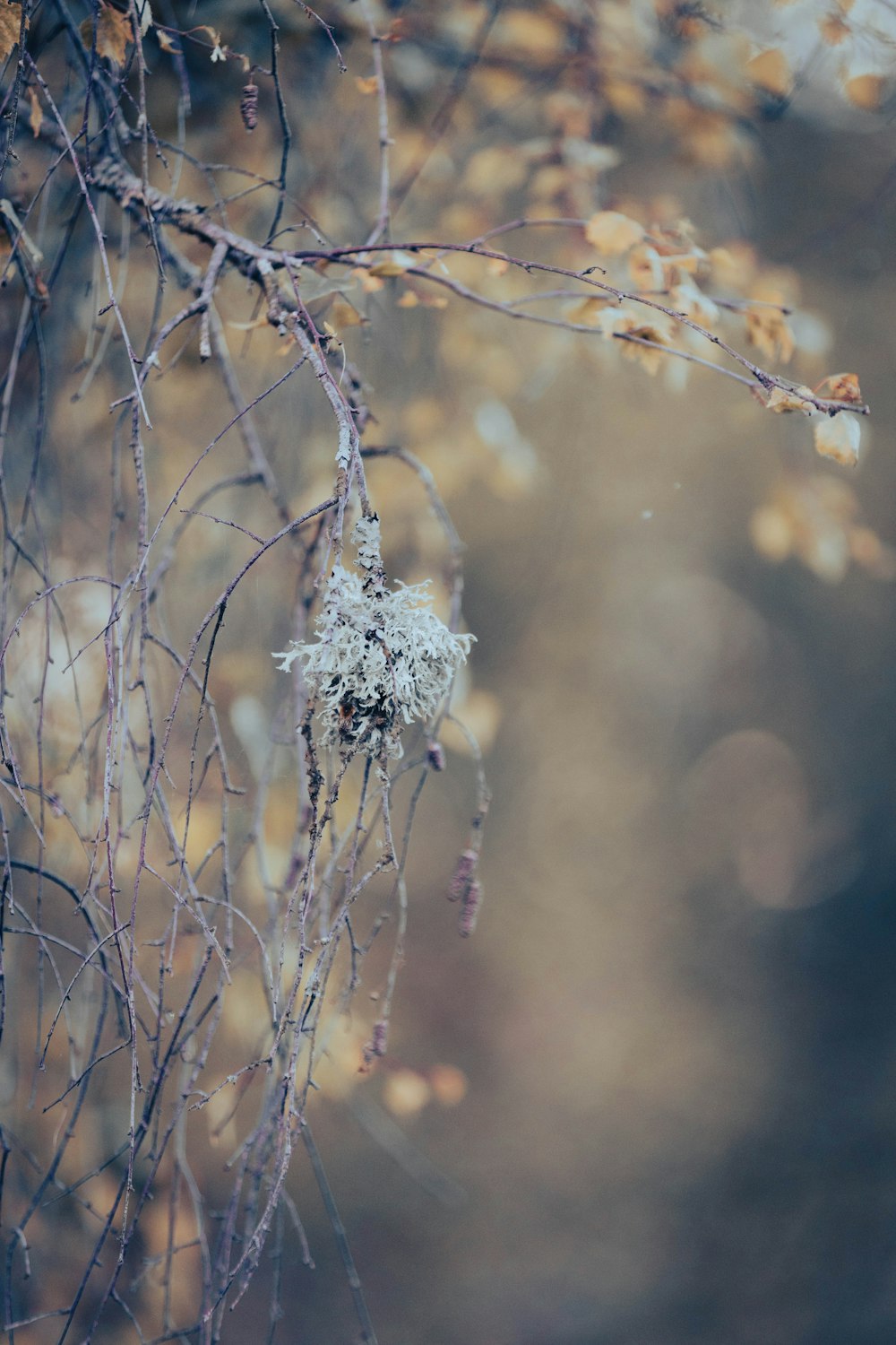 a close up of a tree branch with snow on it