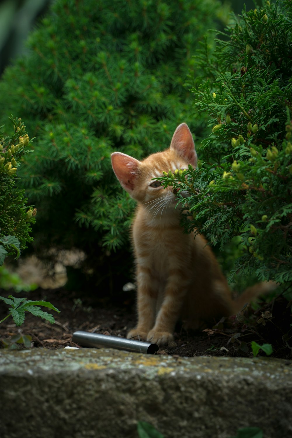 a cat with a knife in its mouth