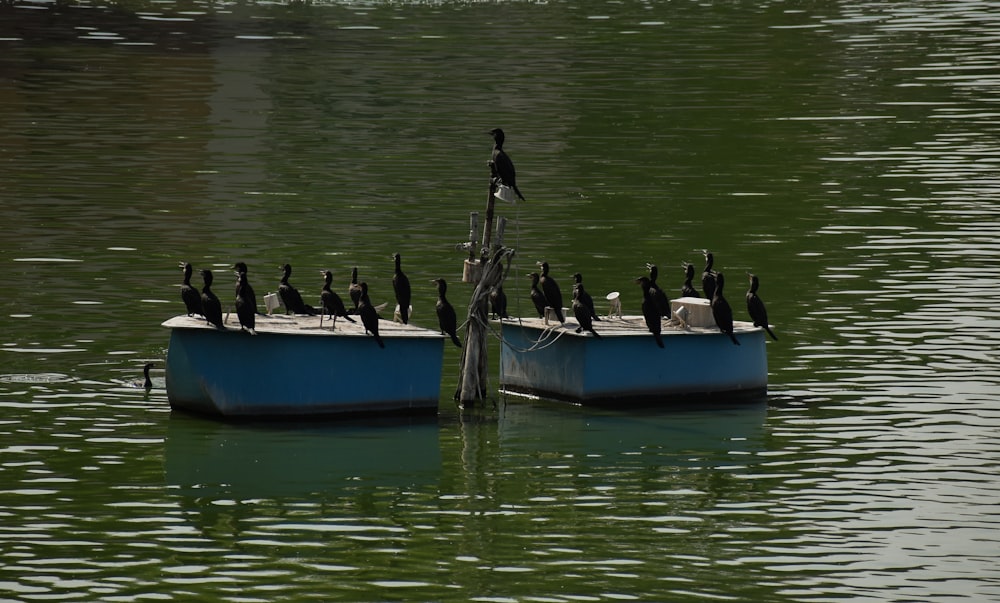 a group of birds sit on a small boat in the water