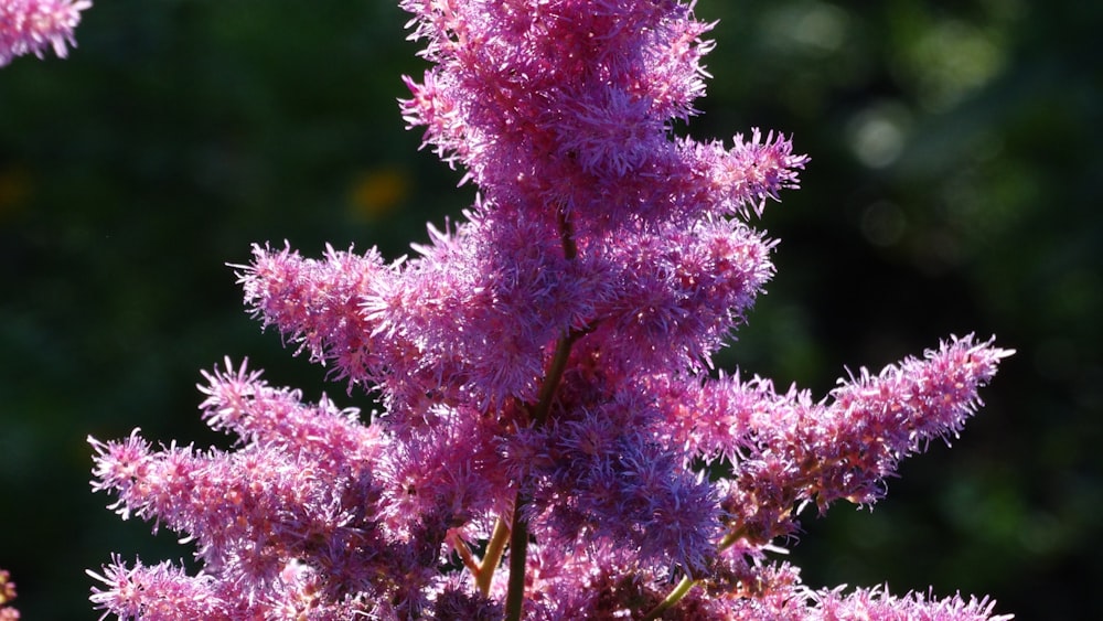 a close up of a flower