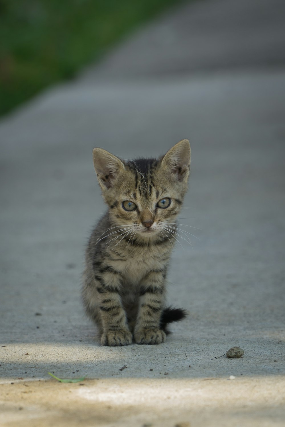a kitten walking on a concrete surface