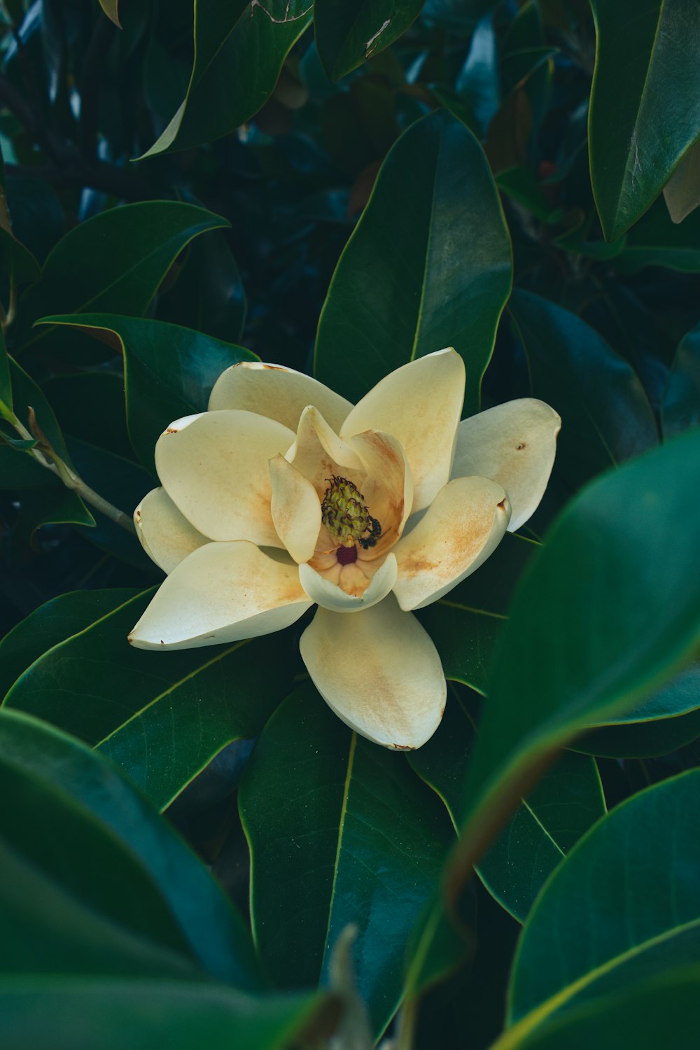 a flower on a plant