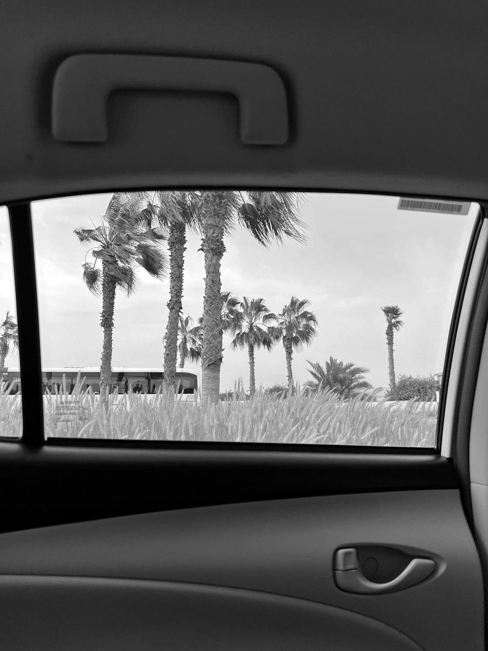 a car window with palm trees