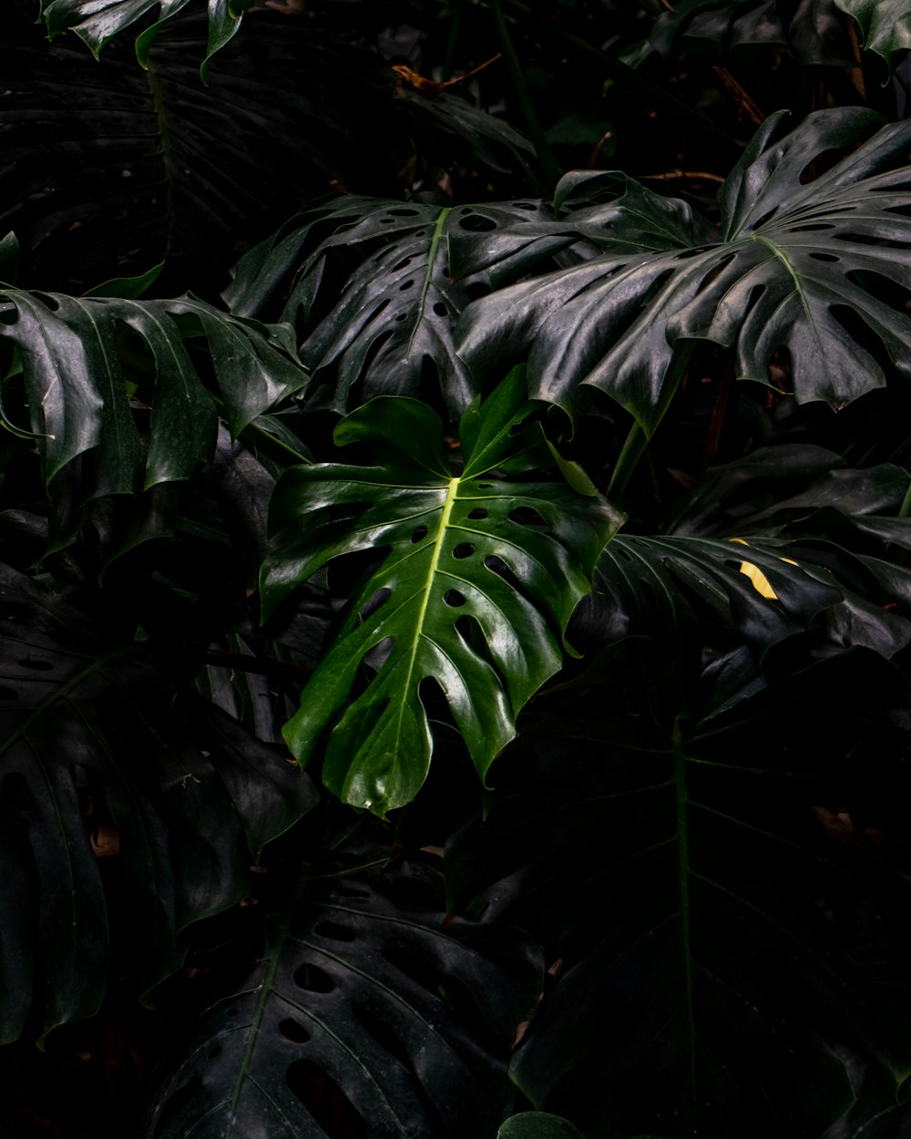 a close up of a plant