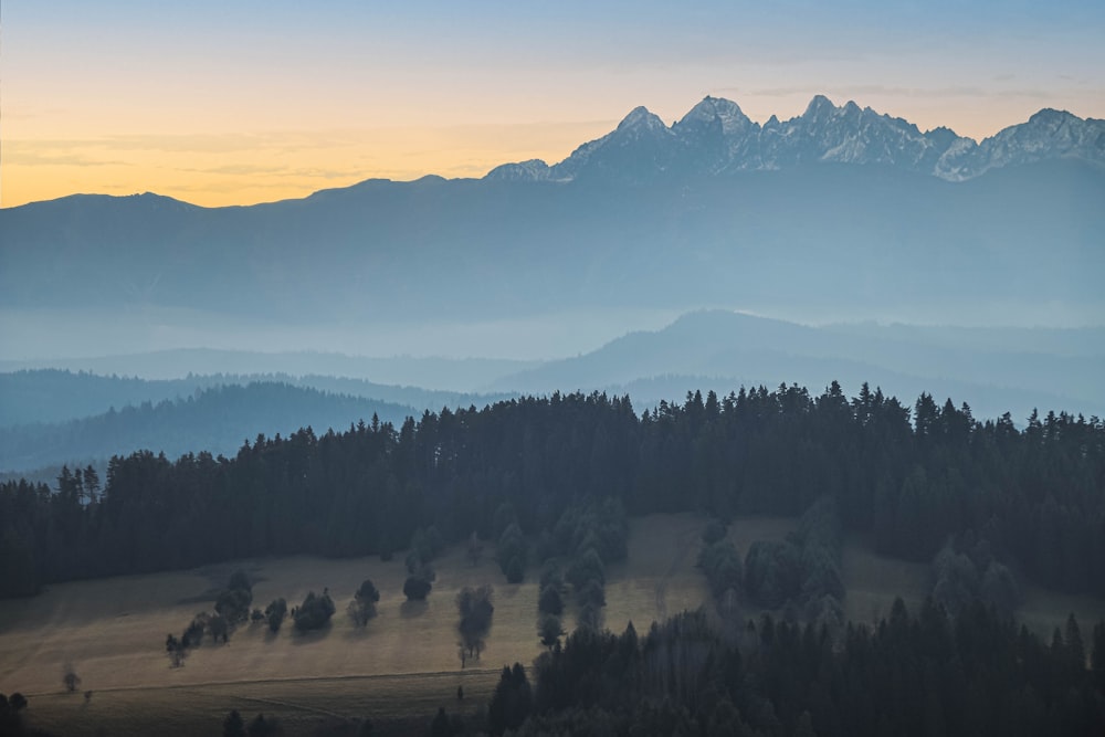 a landscape with trees and mountains in the back