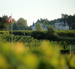 A beautiful vineyard in France showcasing grapevines.