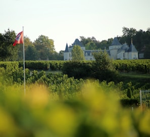 A picturesque view of the surrounding Tarnais vineyard landscape.