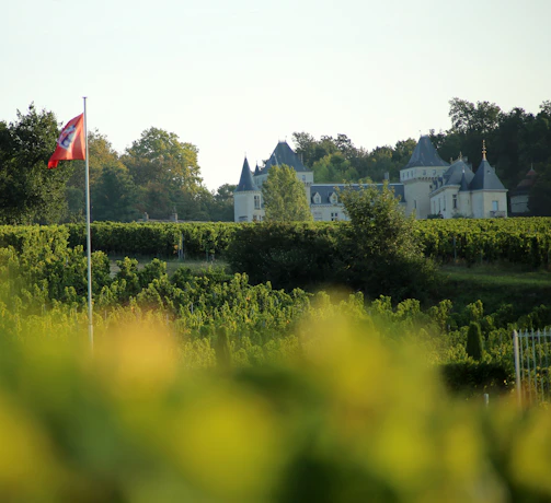 Elegant rows of Chardonnay vines in the Loire Valley with a quaint stone farmhouse in the background.