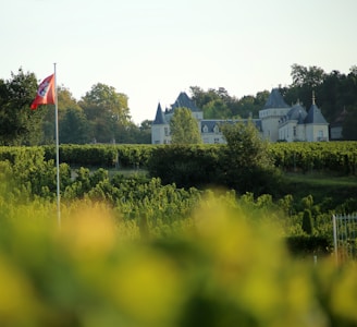 A picturesque view of a vineyard with a grand chateau in the background. The foreground features lush green grapevines, and there is a red flag on a pole to the left. Dense trees surround the chateau, which has a classic architectural style with turrets.