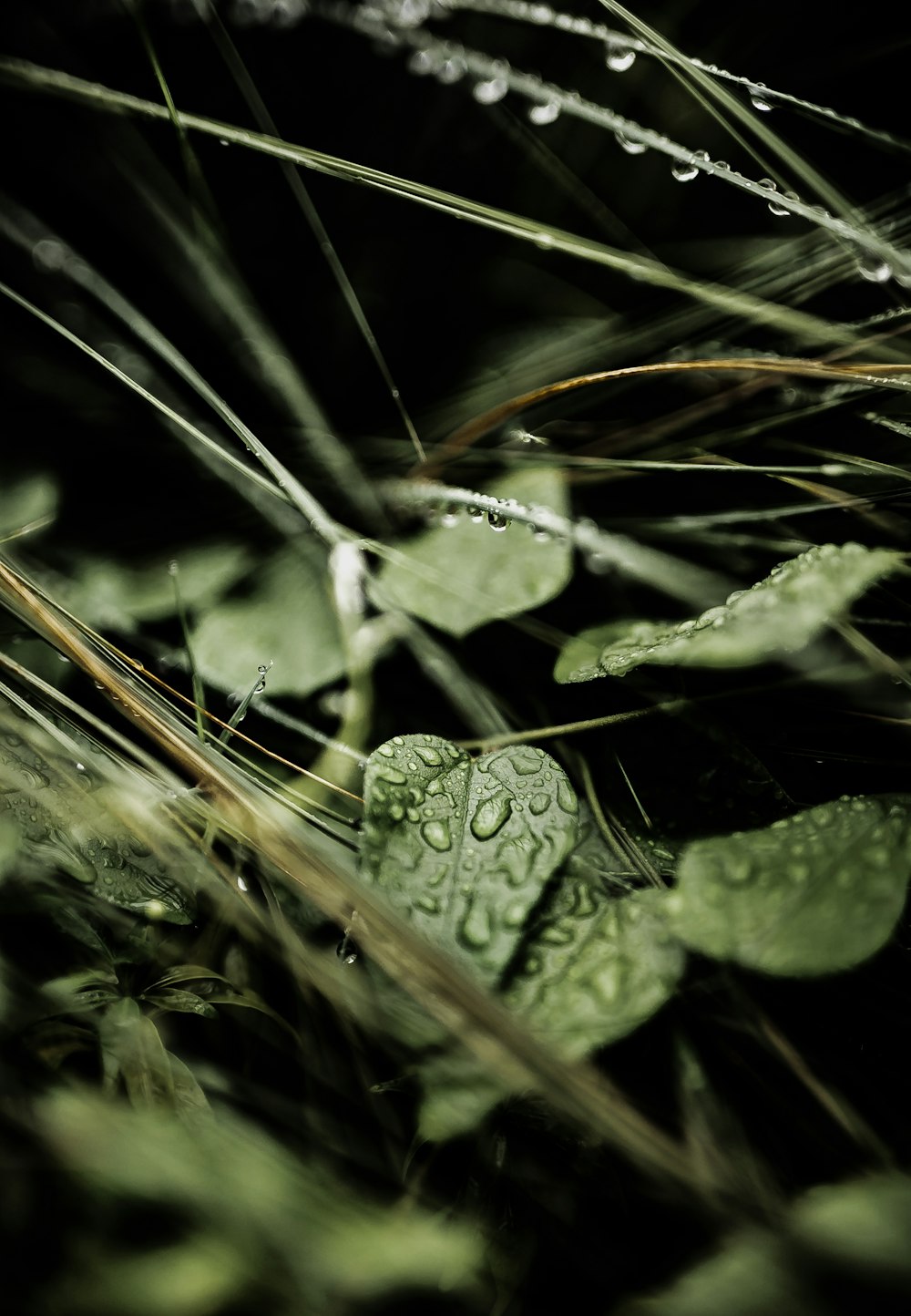 a close-up of a leaf