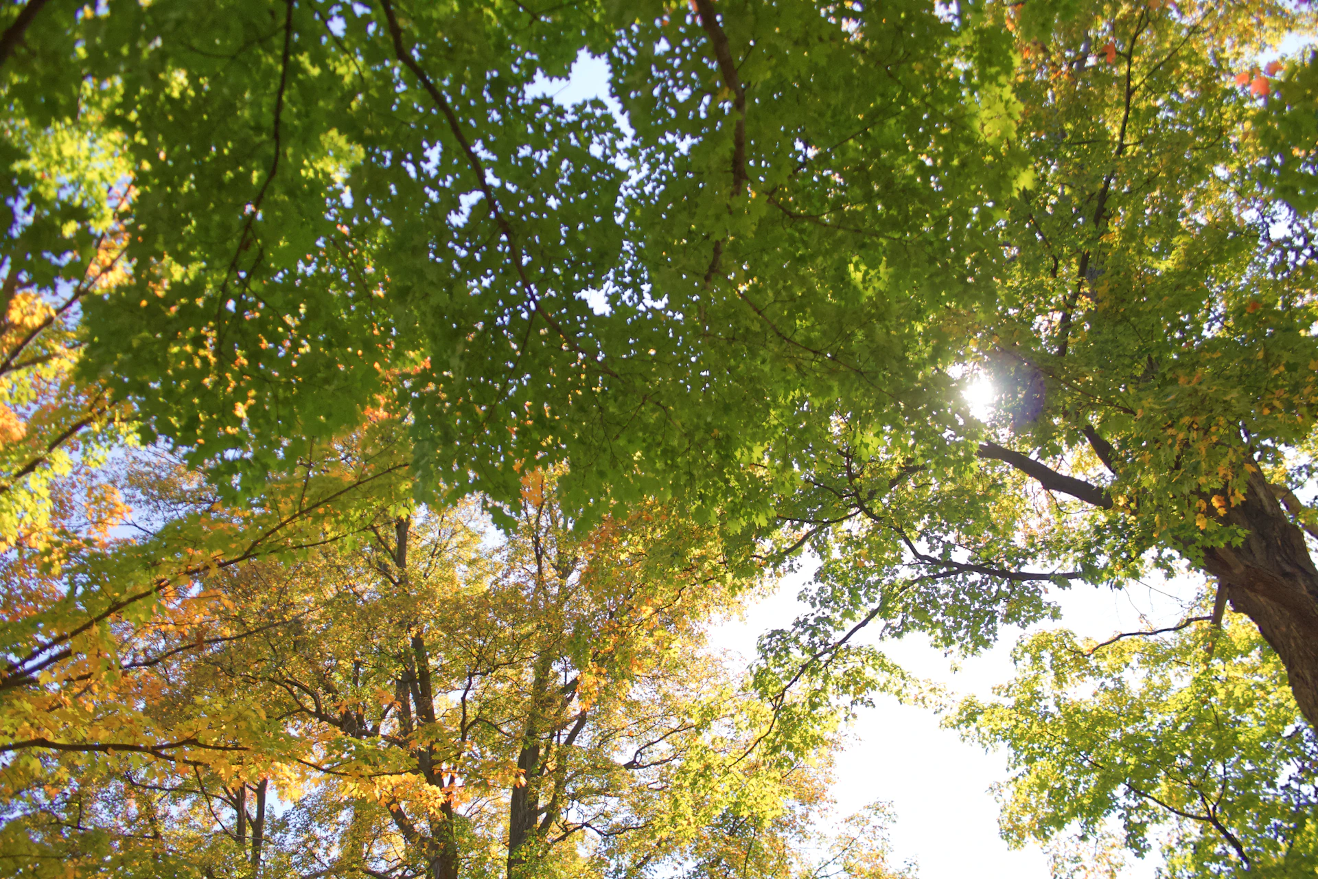 looking up at trees with green leaves