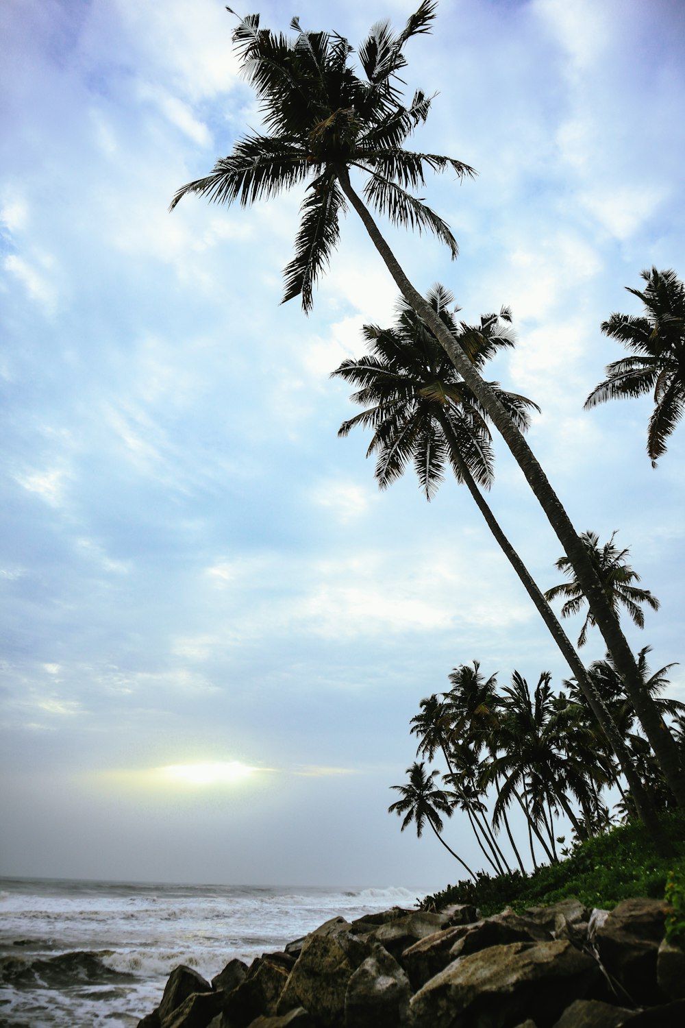 a group of palm trees on a rocky beach