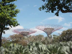 a group of trees with pink flowers