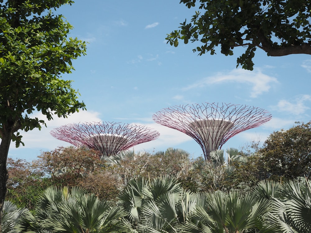 a group of trees with pink flowers