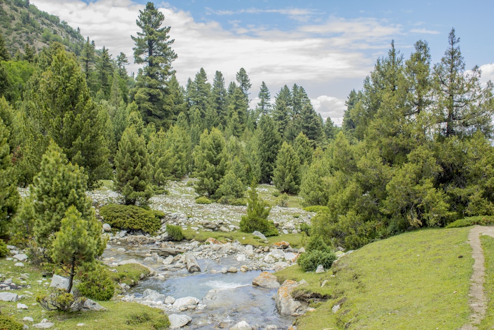 a stream in a forest