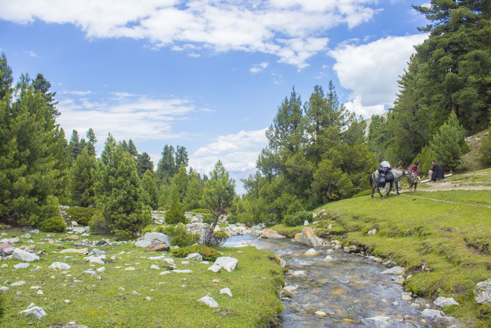 people riding horses in a stream