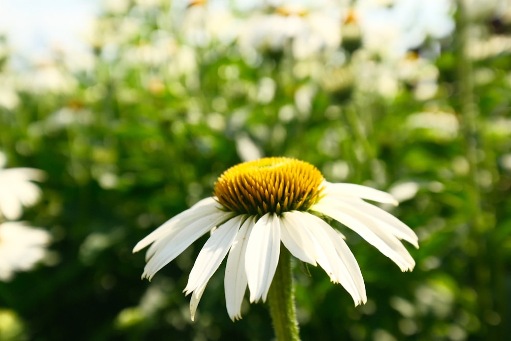 a white flower with a yellow center