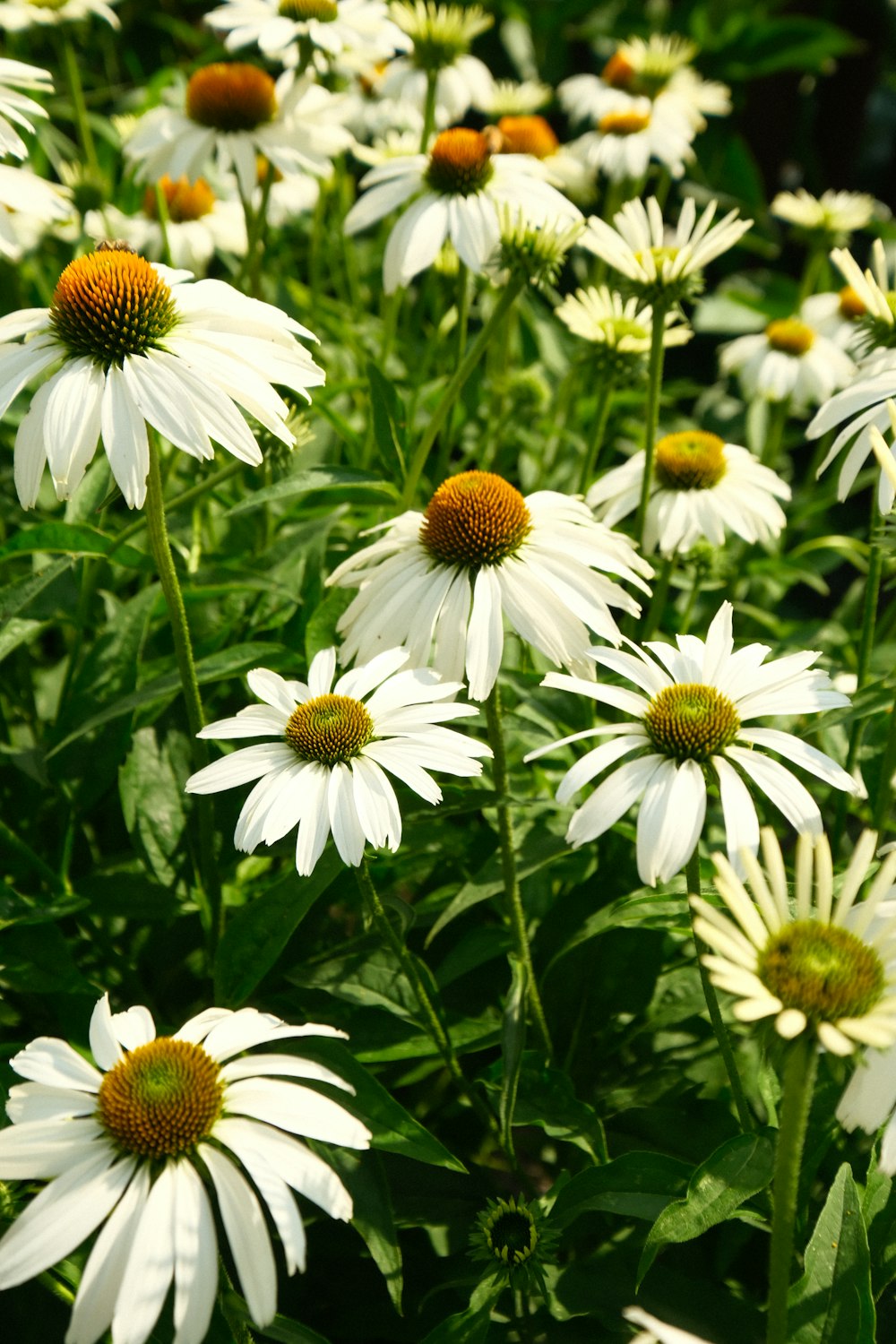 um grupo de flores brancas