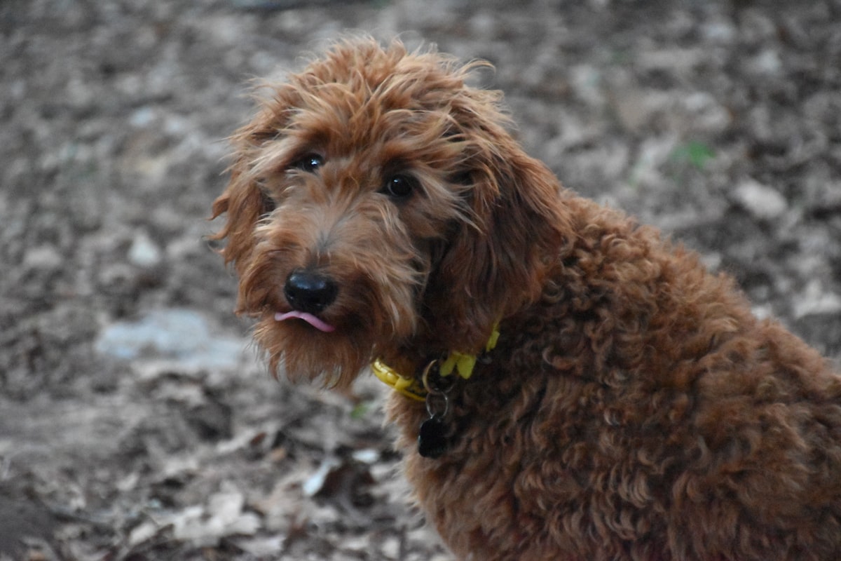 Why is My Goldendoodle So Itchy? Causes & Relief for Itchy Skin