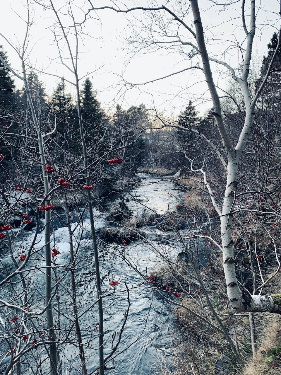 Serene winter scene with a river flowing through it surrounded by trees and bushes