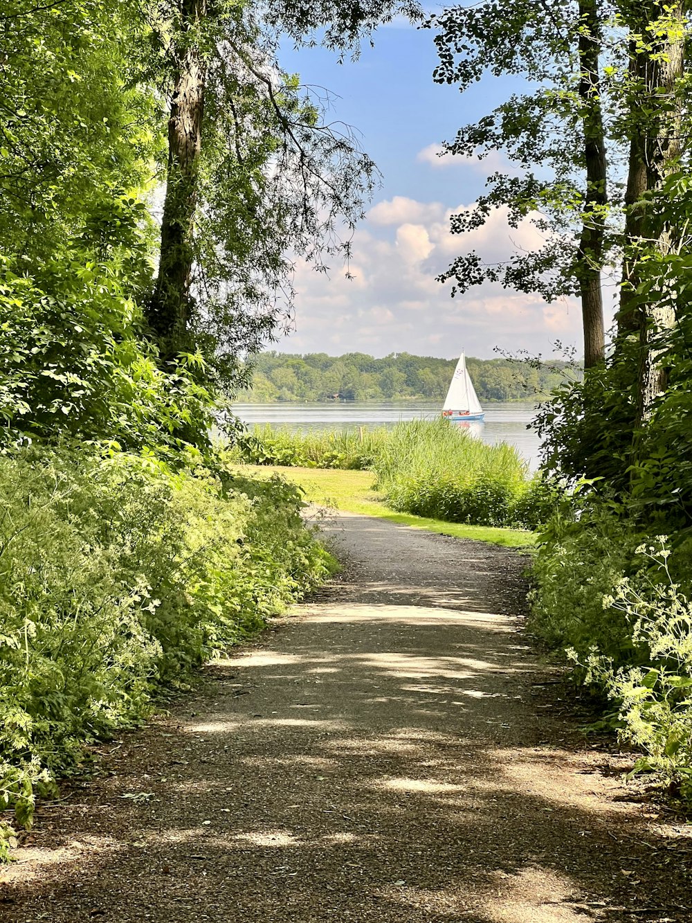 a path with trees and a sailboat in the distance