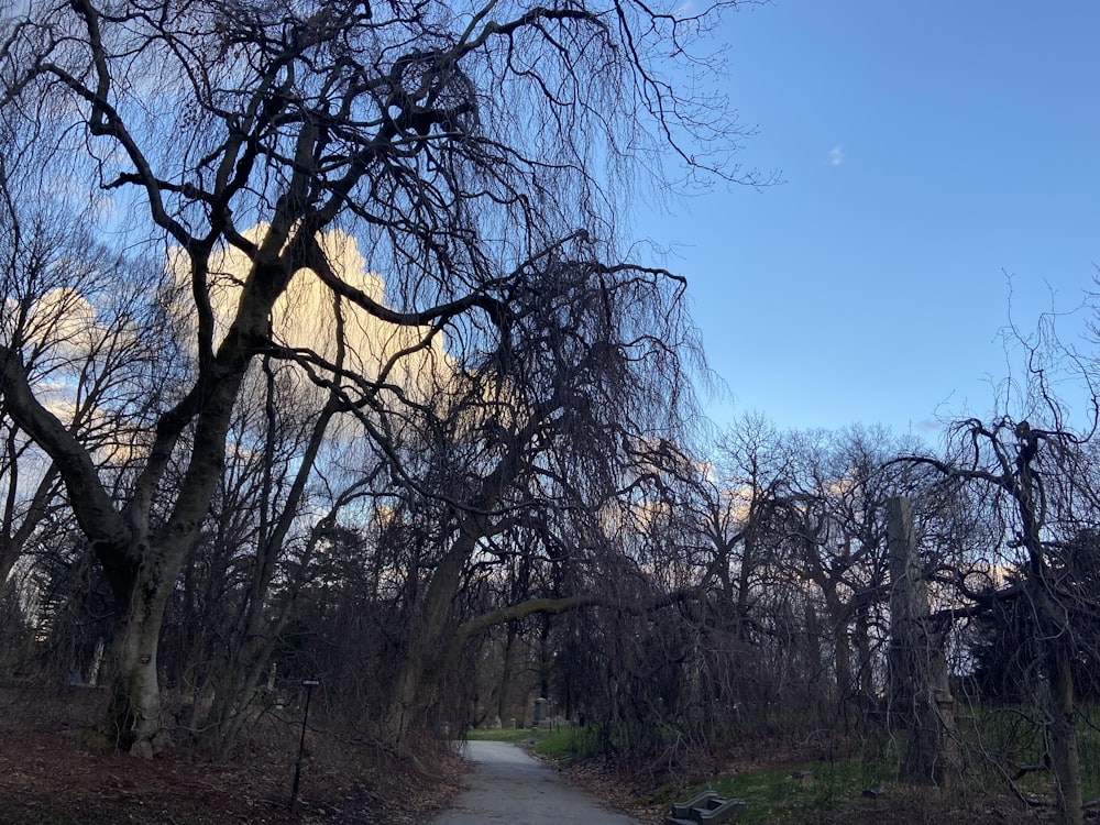 a road with trees on the side