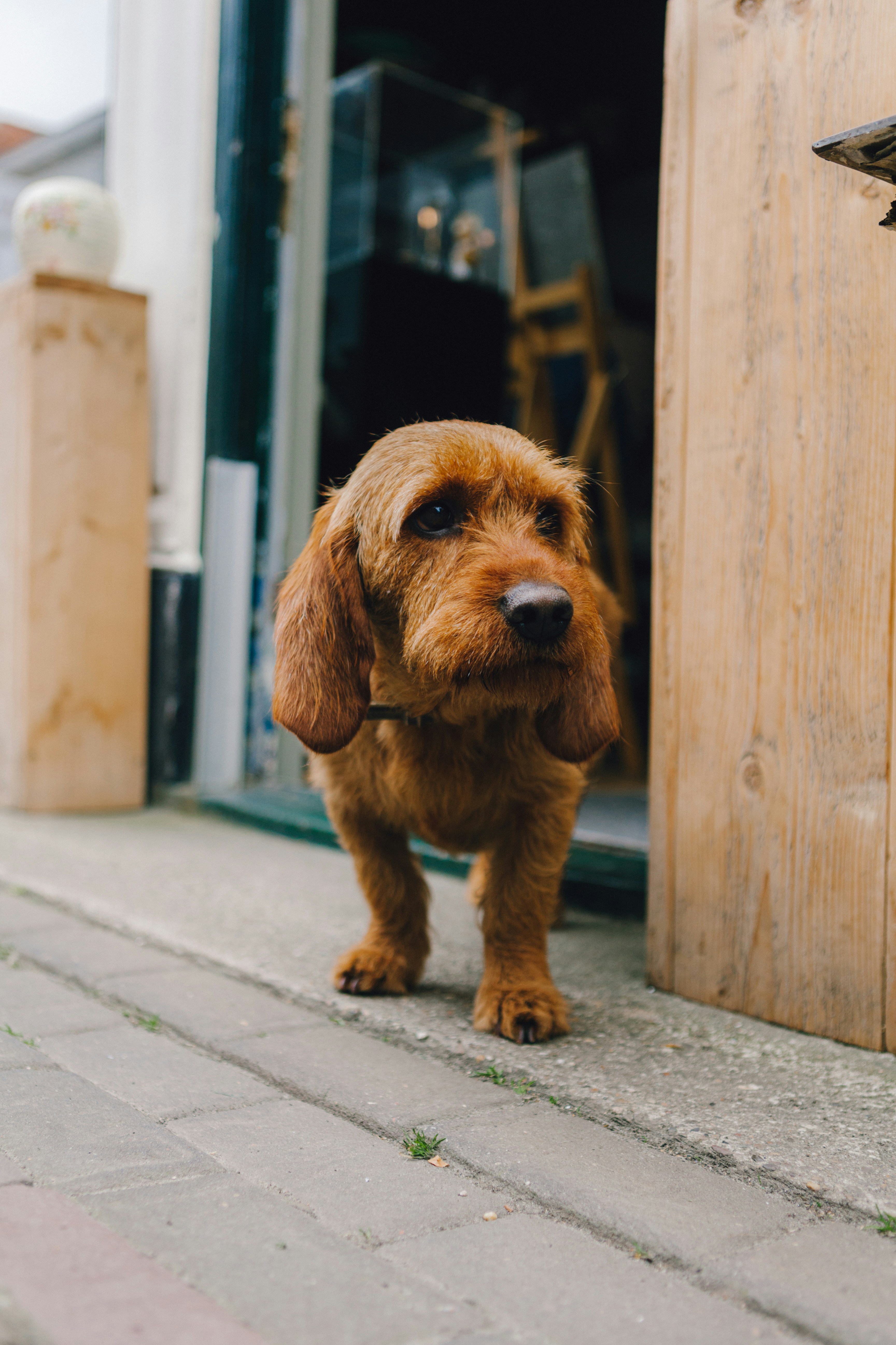 a dog standing outside a door