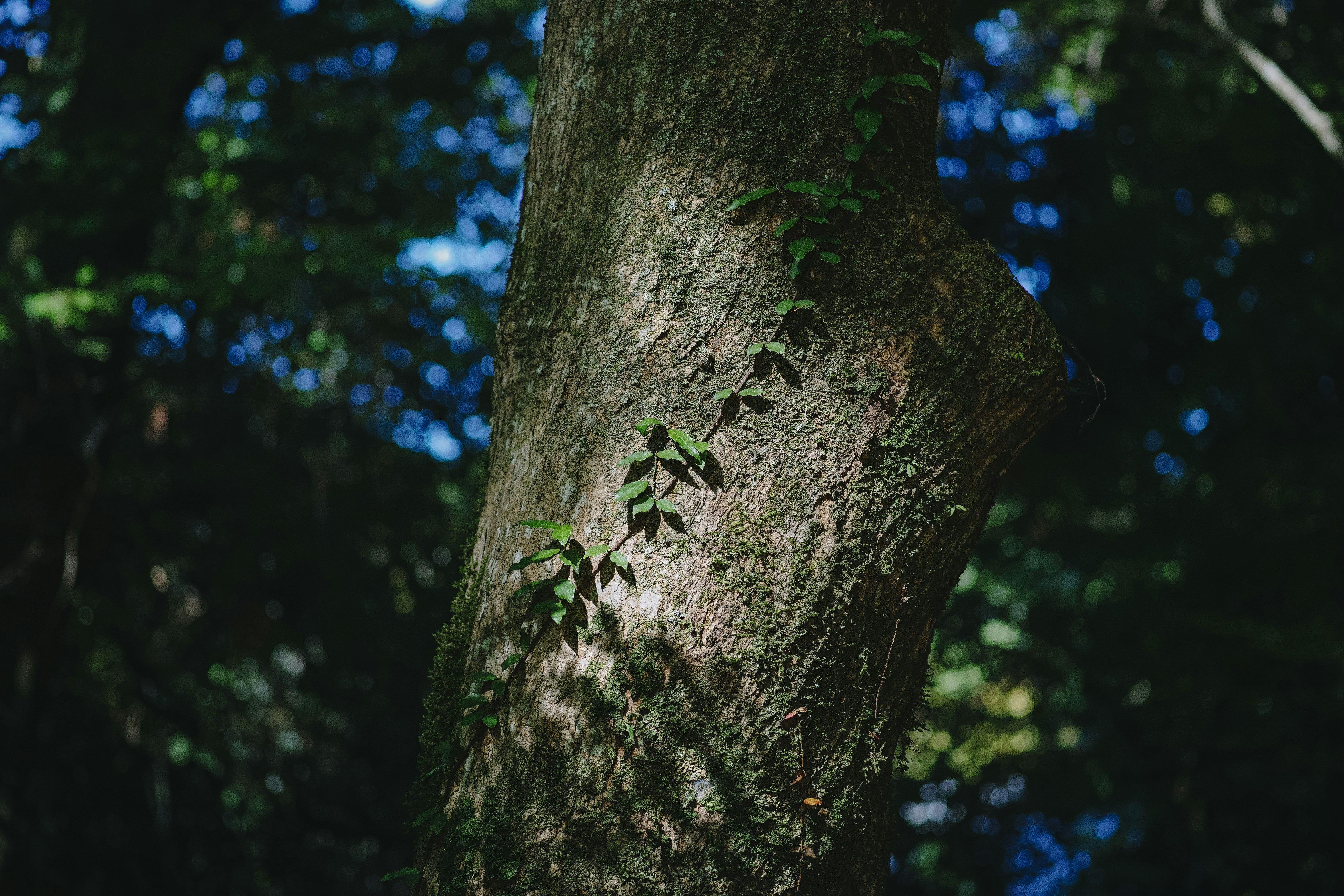 a tree with a green stem