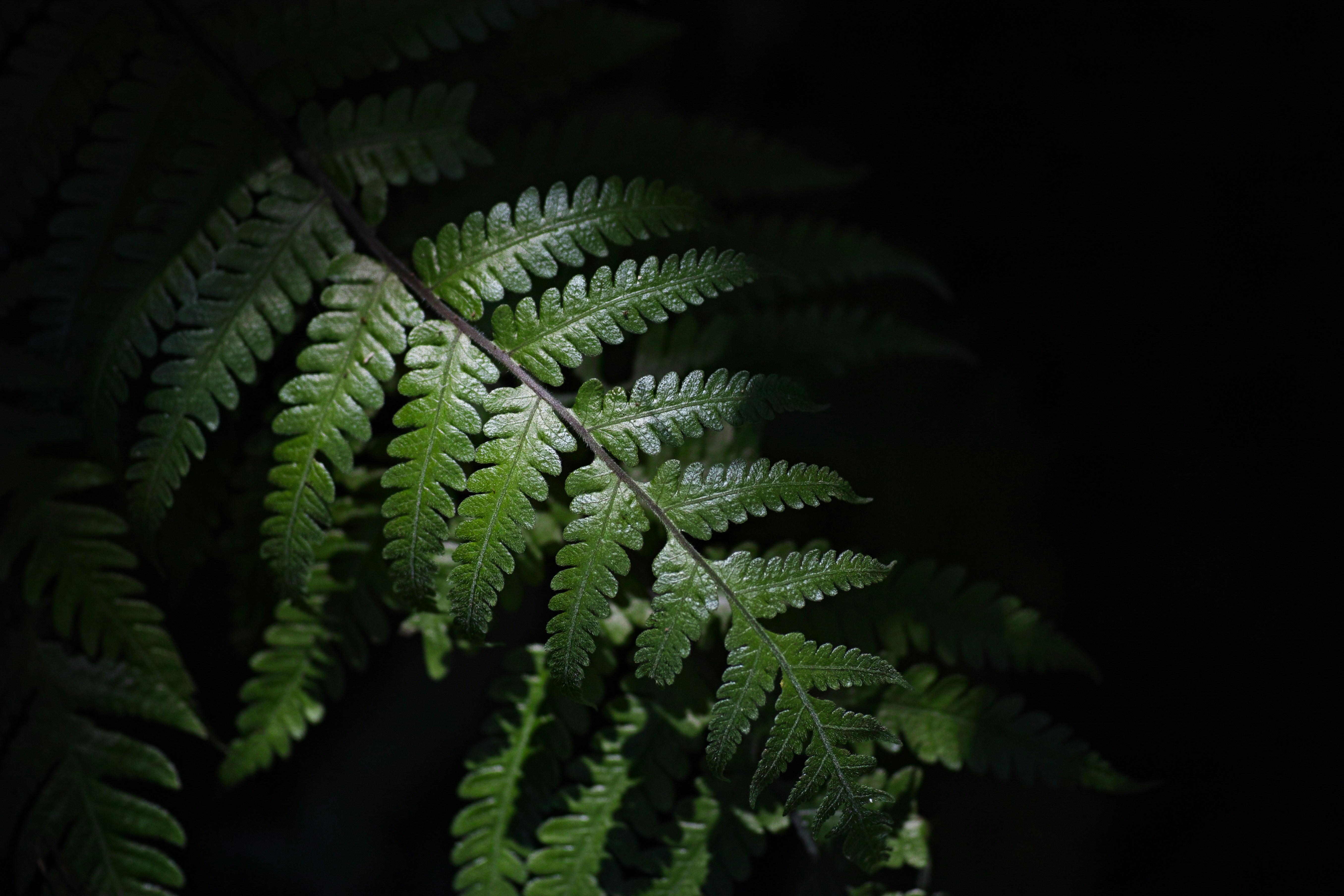 a green snake on a black background