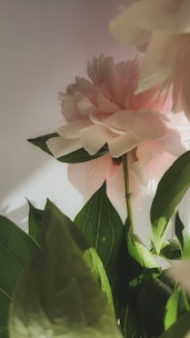 Close-up of a delicate pink peony blossom with soft natural light highlighting its petals.