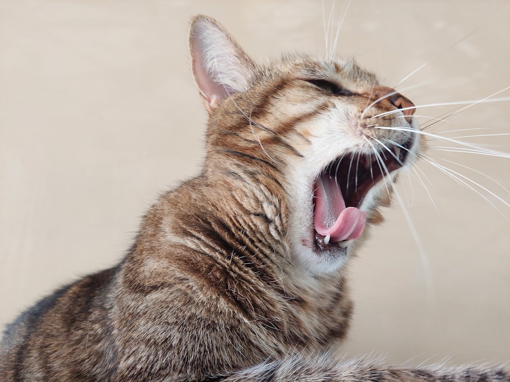 Un gato bostezando con la boca abierta
