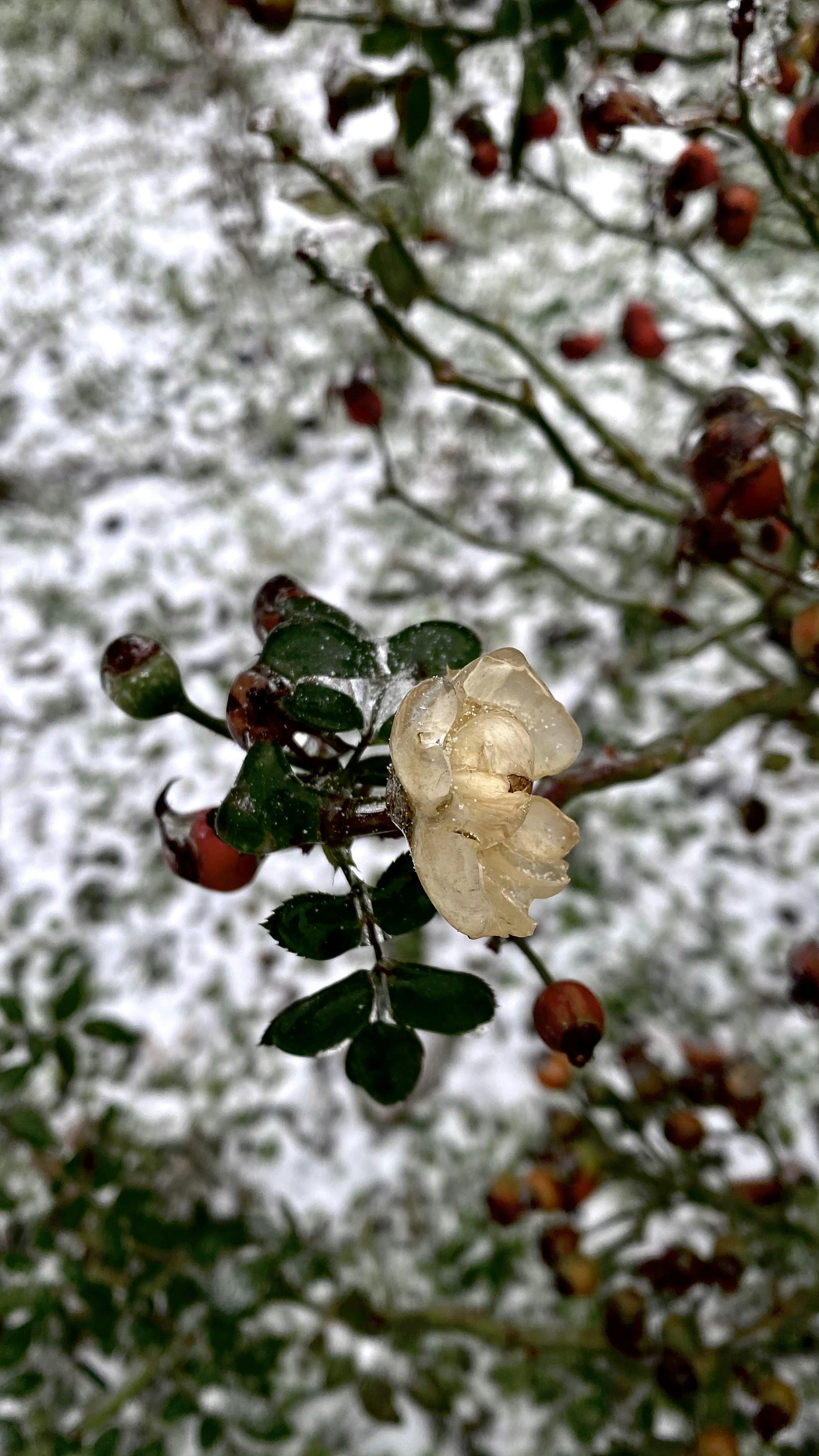a close up of some berries