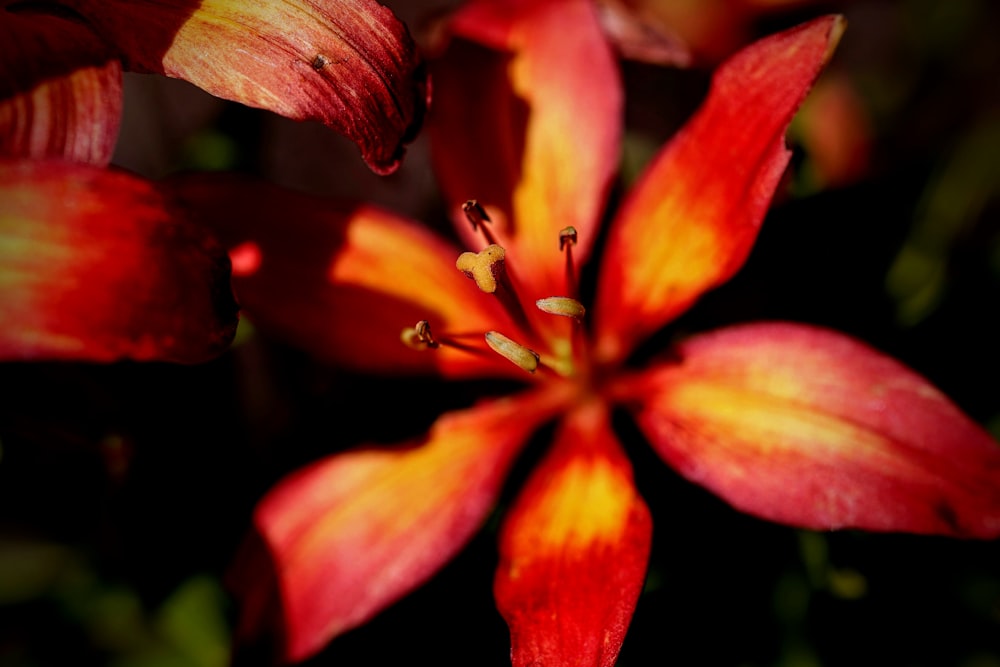 a close up of a flower