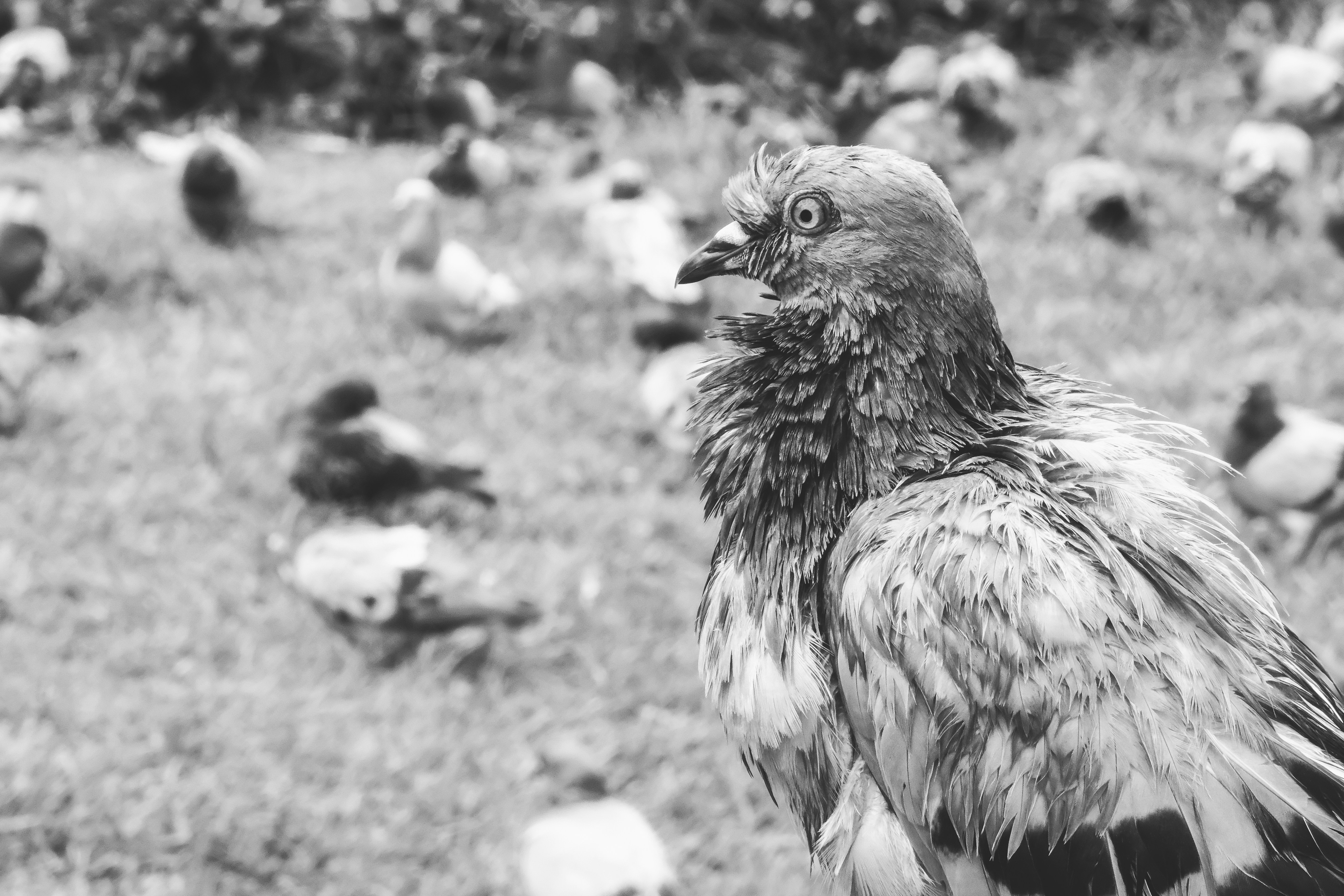Plaça de Catalunya photo 3