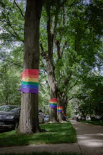 a tree with a rainbow colored cloth from it