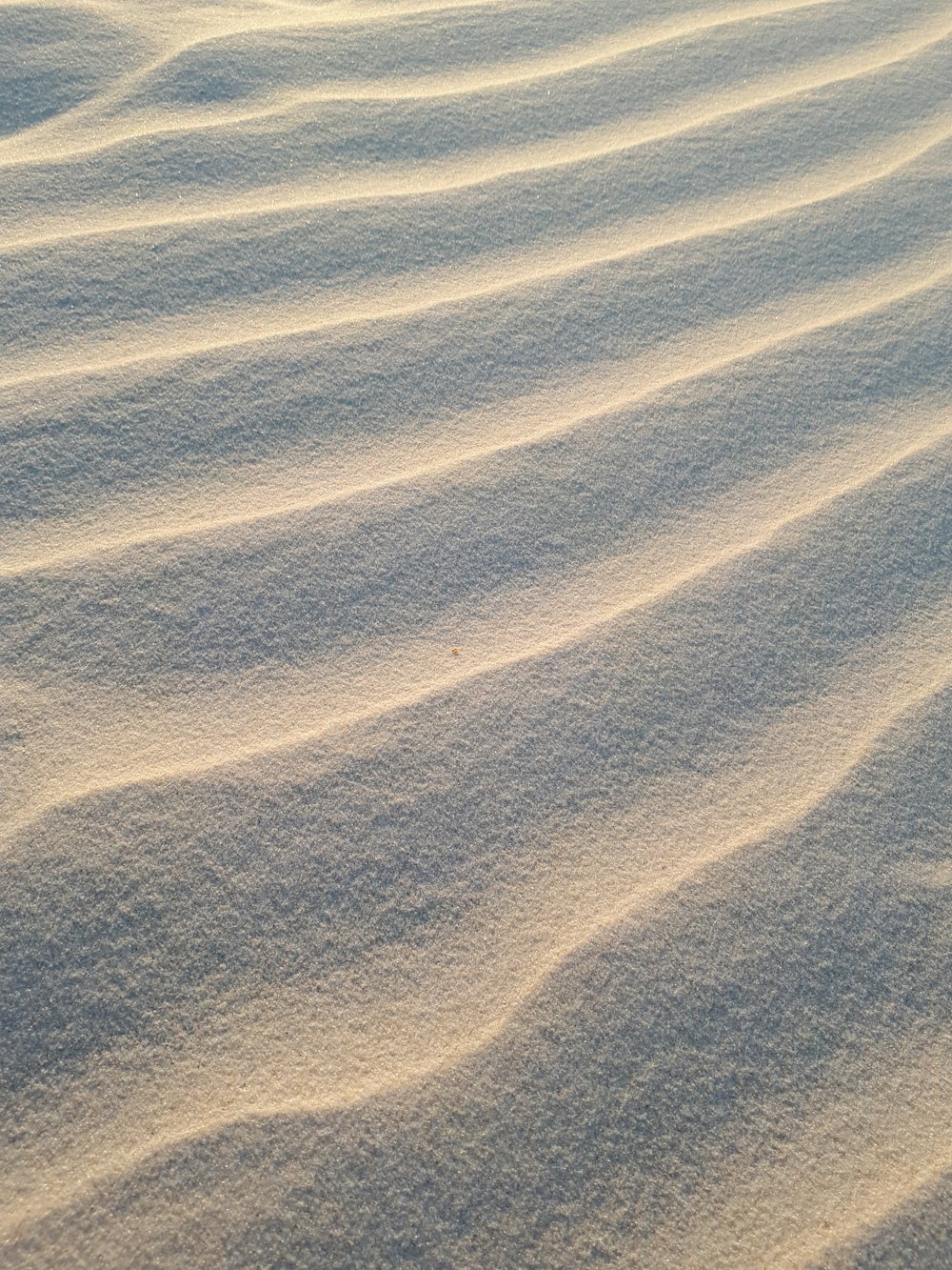 a close-up of a desert