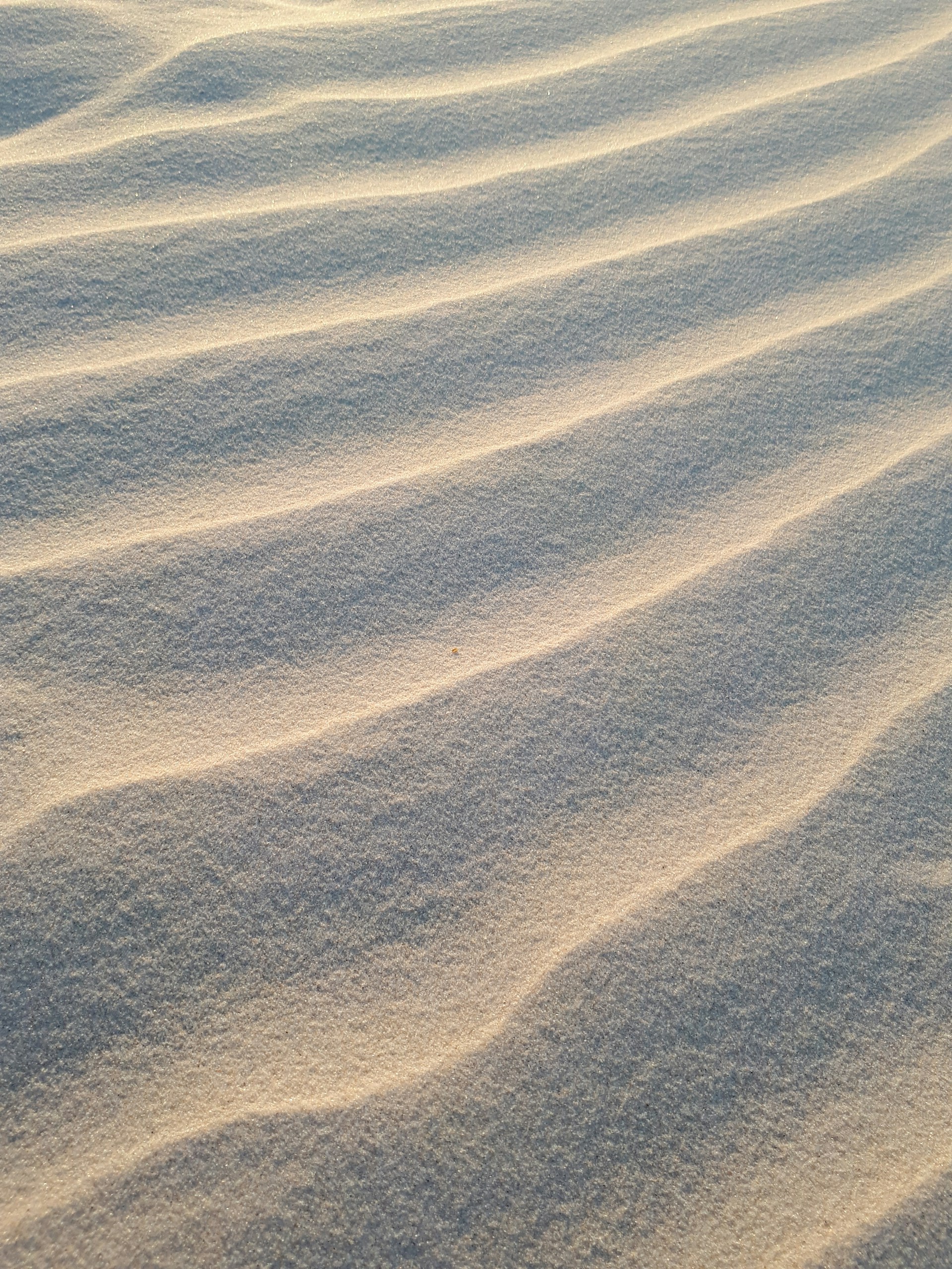 a close-up of a desert
