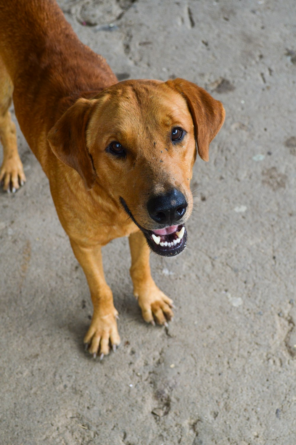 a dog lying on the ground