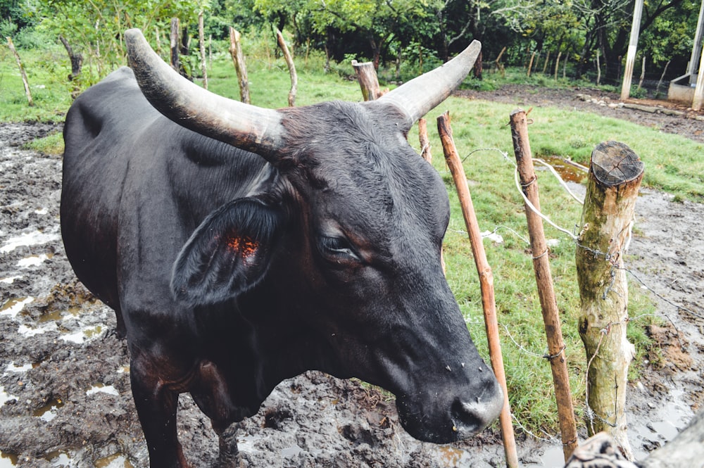 a cow with horns