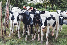 a group of cows in a field